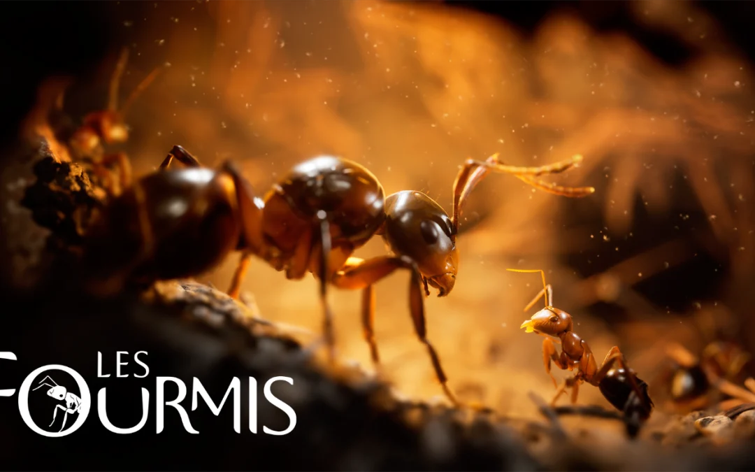 PREVIEW / GAMESCOM 2024 / Les Fourmis